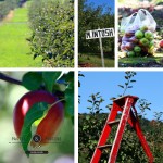 Apple Picking au Quebec