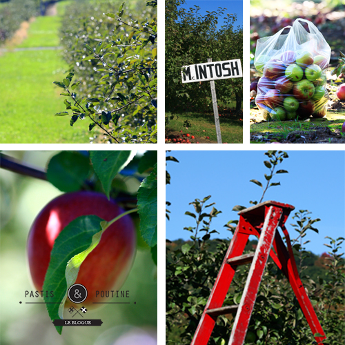 Pomme-apple picking