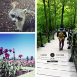 Promenons-nous dans les bois…