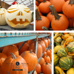 Halloween: Trick or treat!*