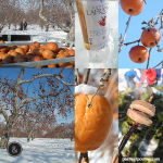 Cueillette des pommes gelées