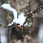Les 13 choses que l’on aime l’hiver à Montréal. 
